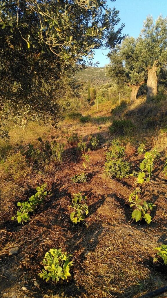First year's veggie garden