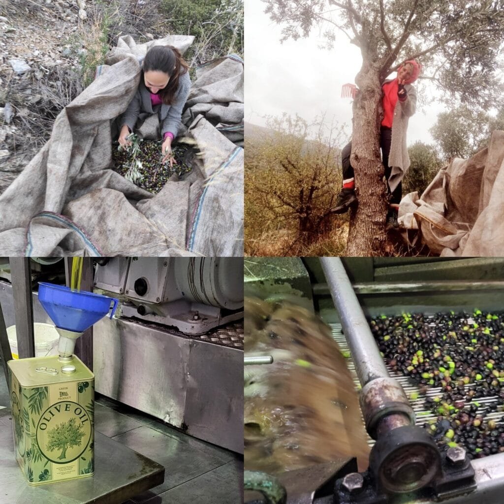 Olive harvest