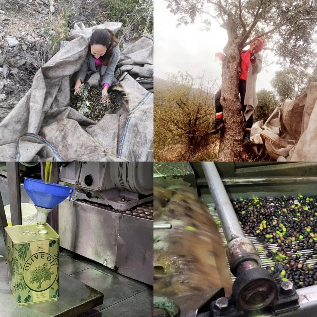 Olive harvest